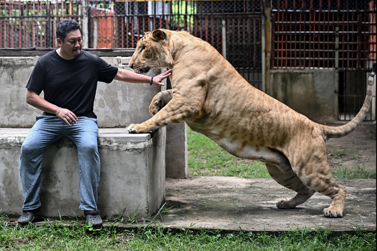 Tailandia, presa de la sobrepoblación de leones domesticados