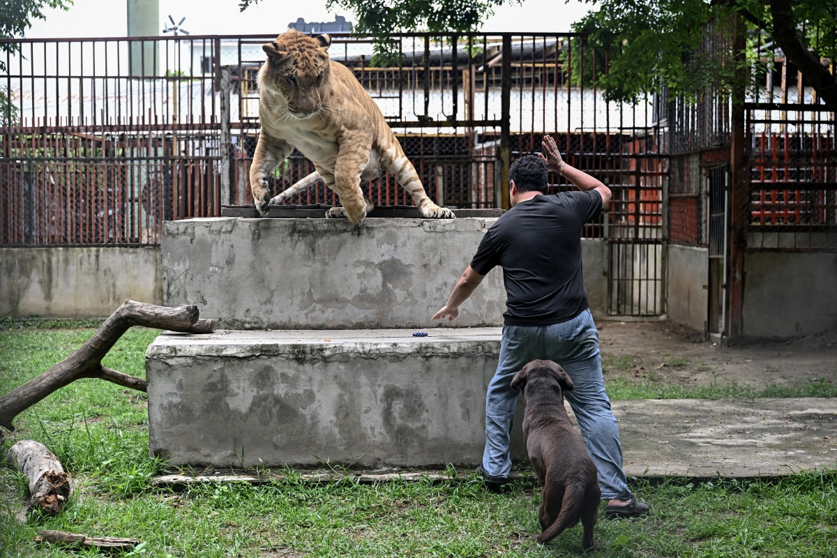 Tailandia, presa de la sobrepoblación de leones domesticados Tailandia, presa de la sobrepoblación de leones domesticados