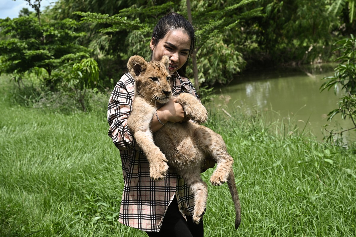 Tailandia, presa de la sobrepoblación de leones domesticados Tailandia, presa de la sobrepoblación de leones domesticados