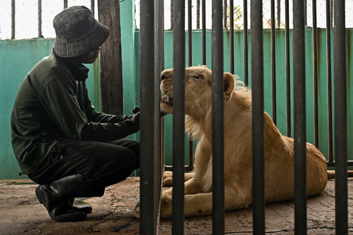 Tailandia, presa de la sobrepoblación de leones domesticados Tailandia, presa de la sobrepoblación de leones domesticados