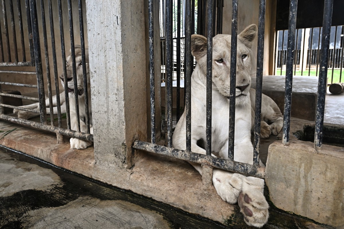 Tailandia, presa de la sobrepoblación de leones domesticados Tailandia, presa de la sobrepoblación de leones domesticados