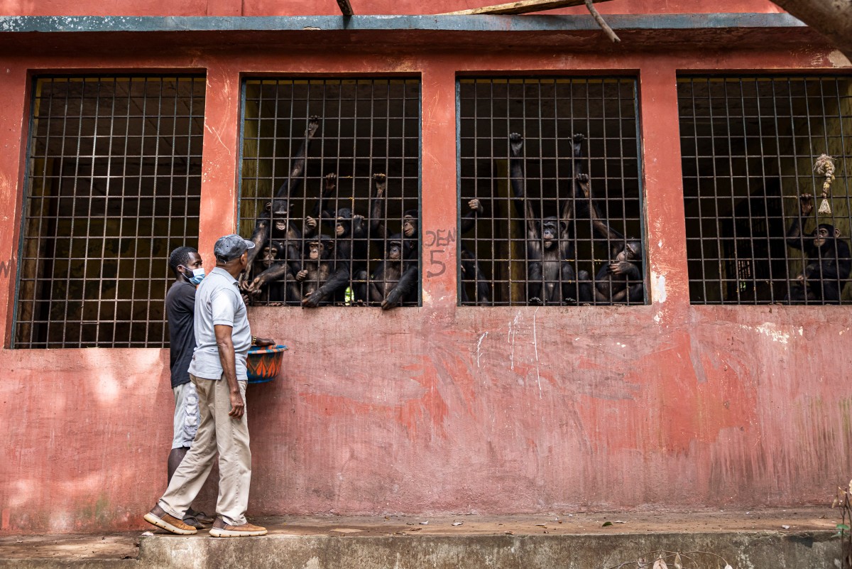 La lucha de 30 años de un hombre para salvar a los chimpancés huérfanos de Sierra Leona