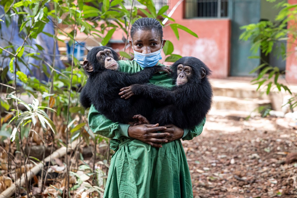 La lucha de 30 años de un hombre para salvar a los chimpancés huérfanos de Sierra Leona