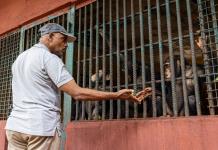 La lucha de 30 años de un hombre para salvar a los chimpancés huérfanos de Sierra Leona