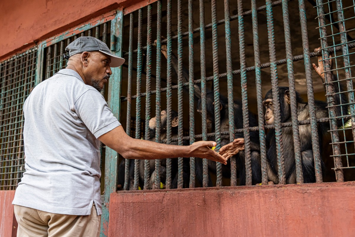 La lucha de 30 años de un hombre para salvar a los chimpancés huérfanos de Sierra Leona