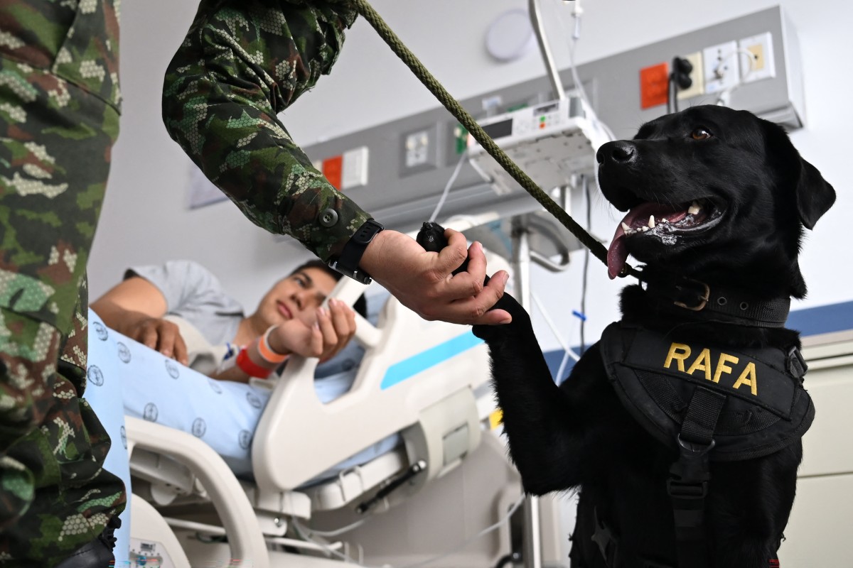 Perros terapeutas ayudan a soldados heridos en un hospital de Colombia Perros terapeutas ayudan a soldados heridos en un hospital de Colombia