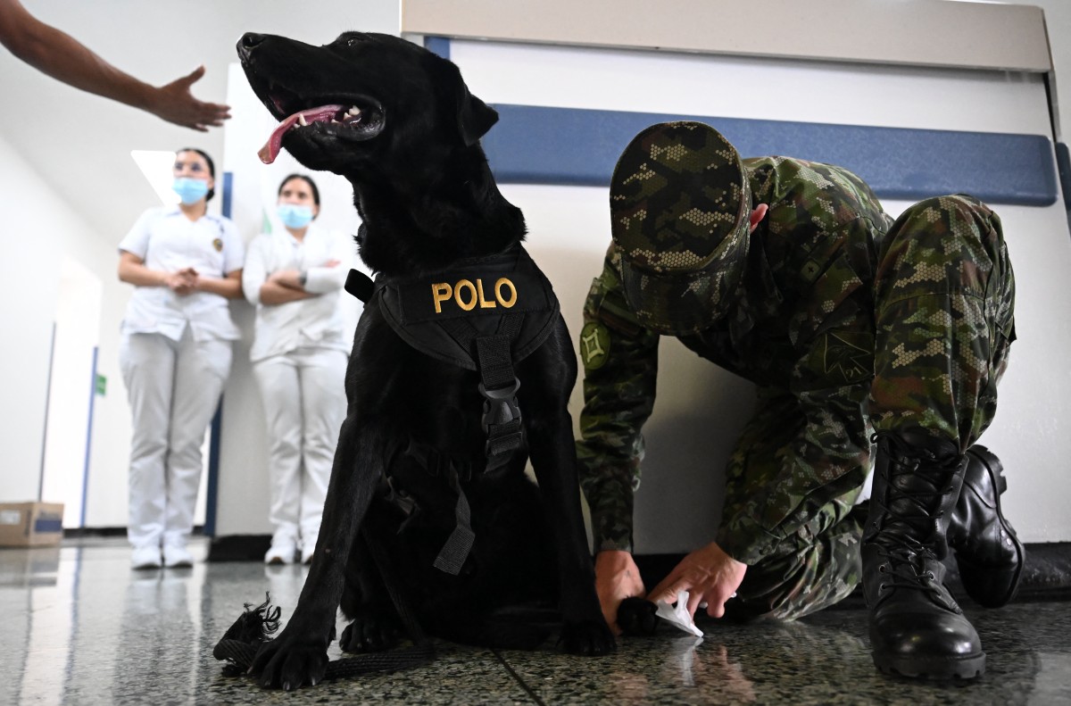 Perros terapeutas ayudan a soldados heridos en un hospital de Colombia Perros terapeutas ayudan a soldados heridos en un hospital de Colombia
