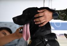 Perros terapeutas ayudan a soldados heridos en un hospital de Colombia