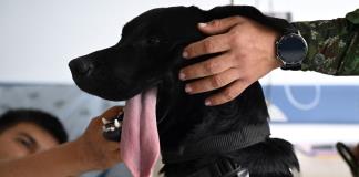 Perros terapeutas ayudan a soldados heridos en un hospital de Colombia