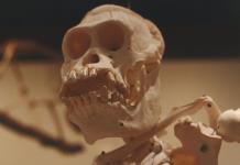 Nuestros ancestros cambiaron de menú mucho antes de tener los dientes idóneos para comerlo