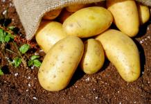 Un estudio revela que la papa desciende del tomate