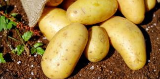 Un estudio revela que la papa desciende del tomate