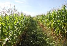 Productores de maíz de Chiapas enfrentan crisis debido a altas temperaturas