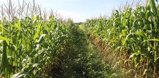 Productores de maíz de Chiapas enfrentan crisis debido a altas temperaturas