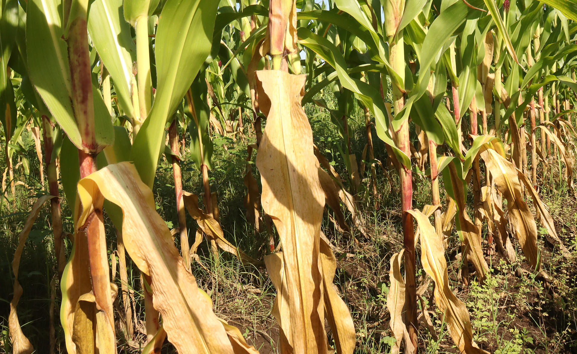 Productores de maíz de Chiapas enfrentan crisis debido a altas temperaturas Productores de maíz de Chiapas enfrentan crisis debido a altas temperaturas
