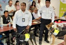 Hummer y Havana: los perros que protegerán al ganado de Jalisco del gusano barrenador
