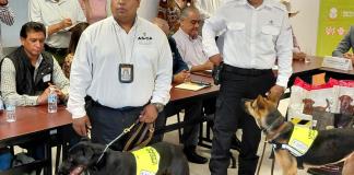 Hummer y Havana: los perros que protegerán al ganado de Jalisco del gusano barrenador