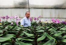 Cultivadores de orquídeas de Taiwán resisten mientras los aranceles de EEUU se disparan