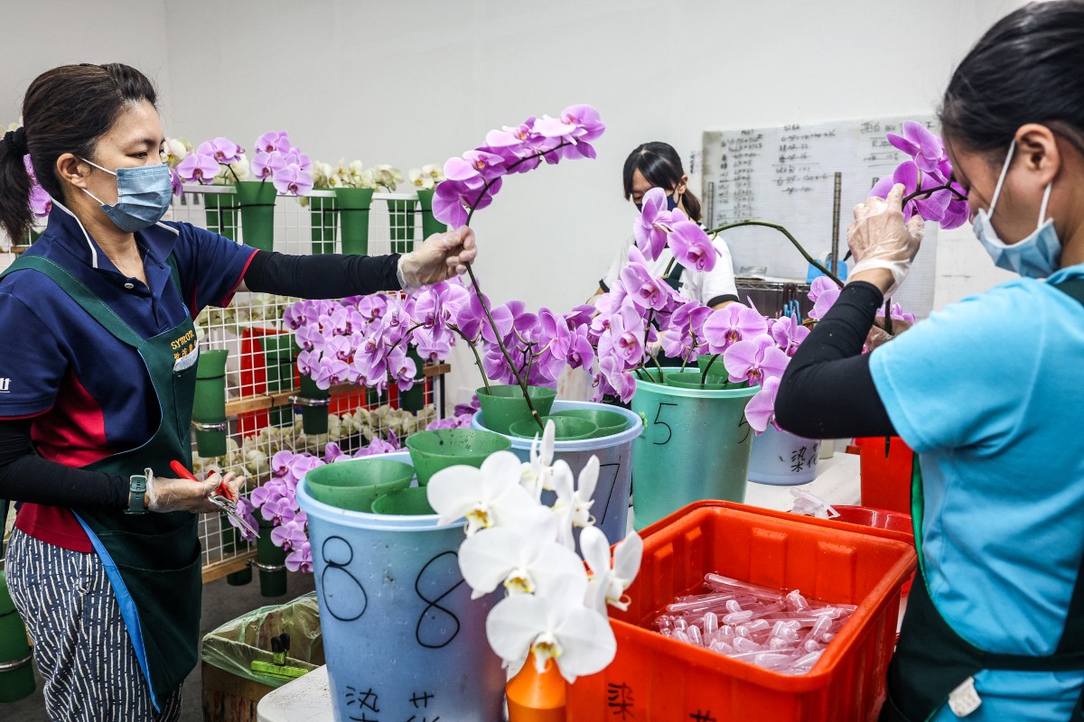 Cultivadores de orquídeas de Taiwán resisten mientras los aranceles de EEUU se disparan Cultivadores de orquídeas de Taiwán resisten mientras los aranceles de EEUU se disparan