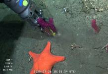 Argentinos hipnotizados con la transmisión de un robot submarino científico