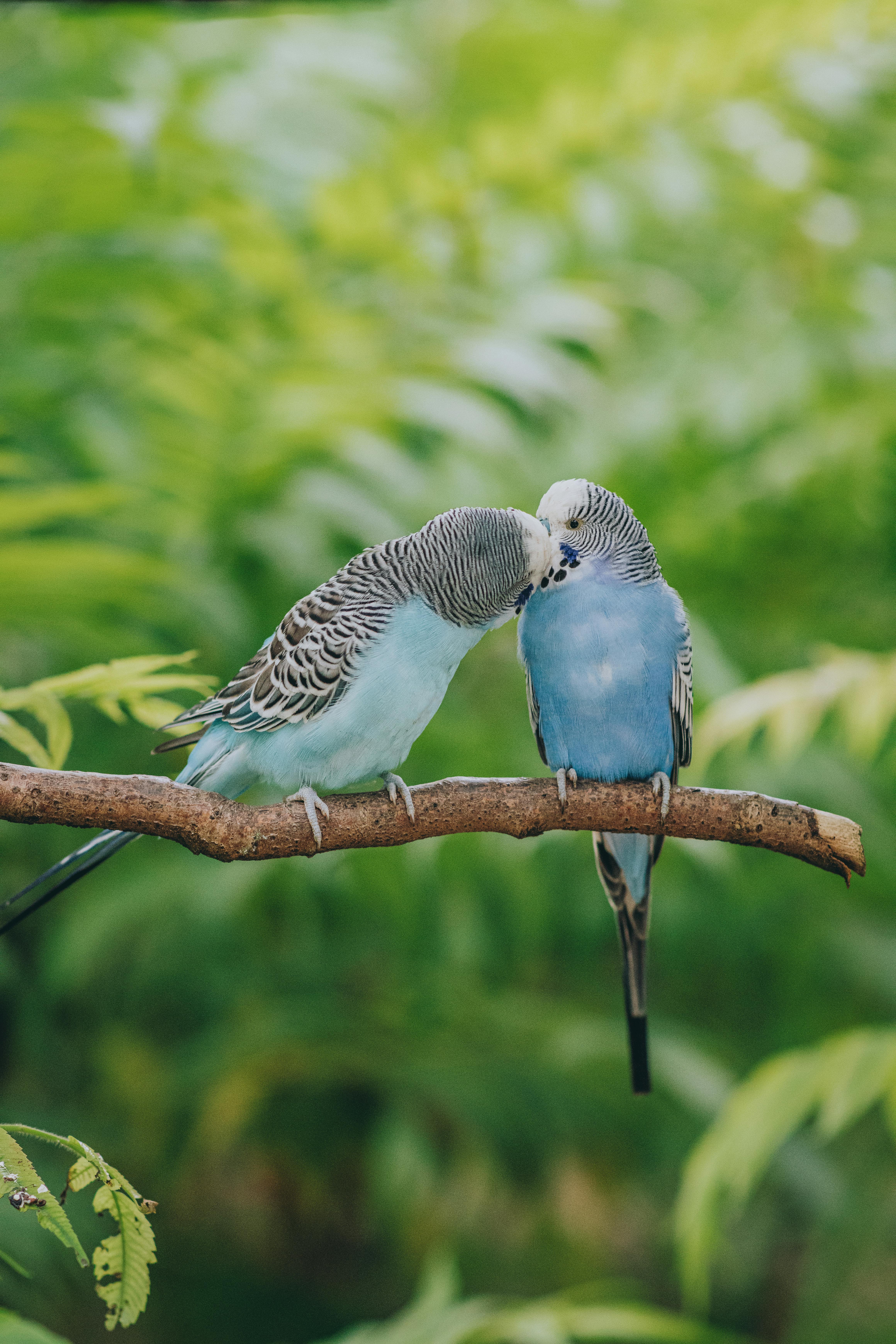 Las aves tropicales, víctimas del calor extremo