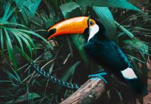 Las aves tropicales, víctimas del calor extremo