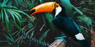 Las aves tropicales, víctimas del calor extremo