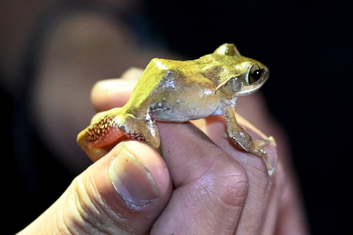 Del amenazado karst camboyano emergen nuevas especies animales