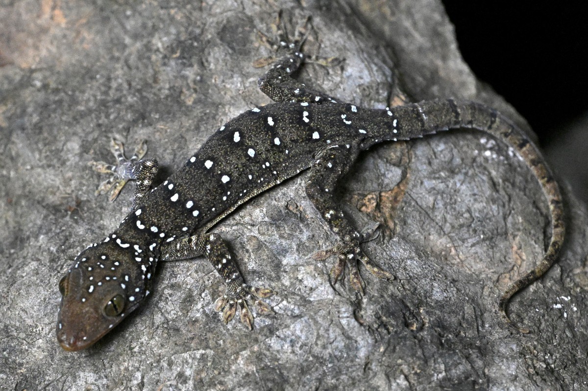 Del amenazado karst camboyano emergen nuevas especies animales