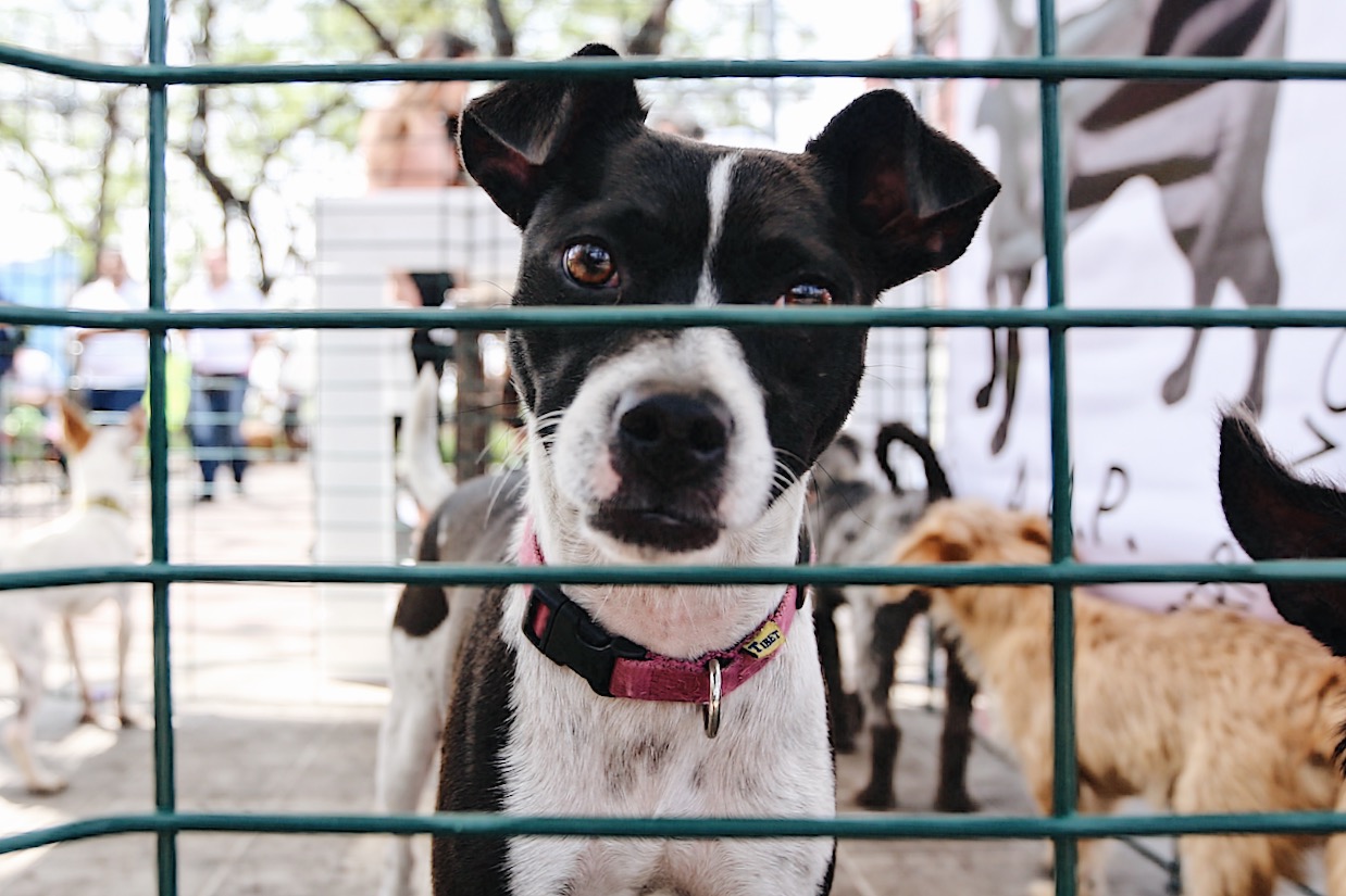 Este año se han recibido 70 denuncias por maltrato o crueldad animal Este año se han recibido 70 denuncias por maltrato o crueldad animal
