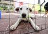 Este año se han recibido 70 denuncias por maltrato o crueldad animal