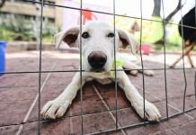 Este año se han recibido 70 denuncias por maltrato o crueldad animal