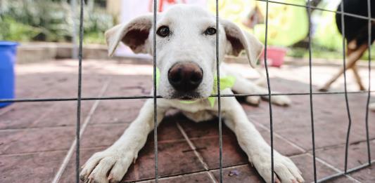 Este año se han recibido 70 denuncias por maltrato o crueldad animal