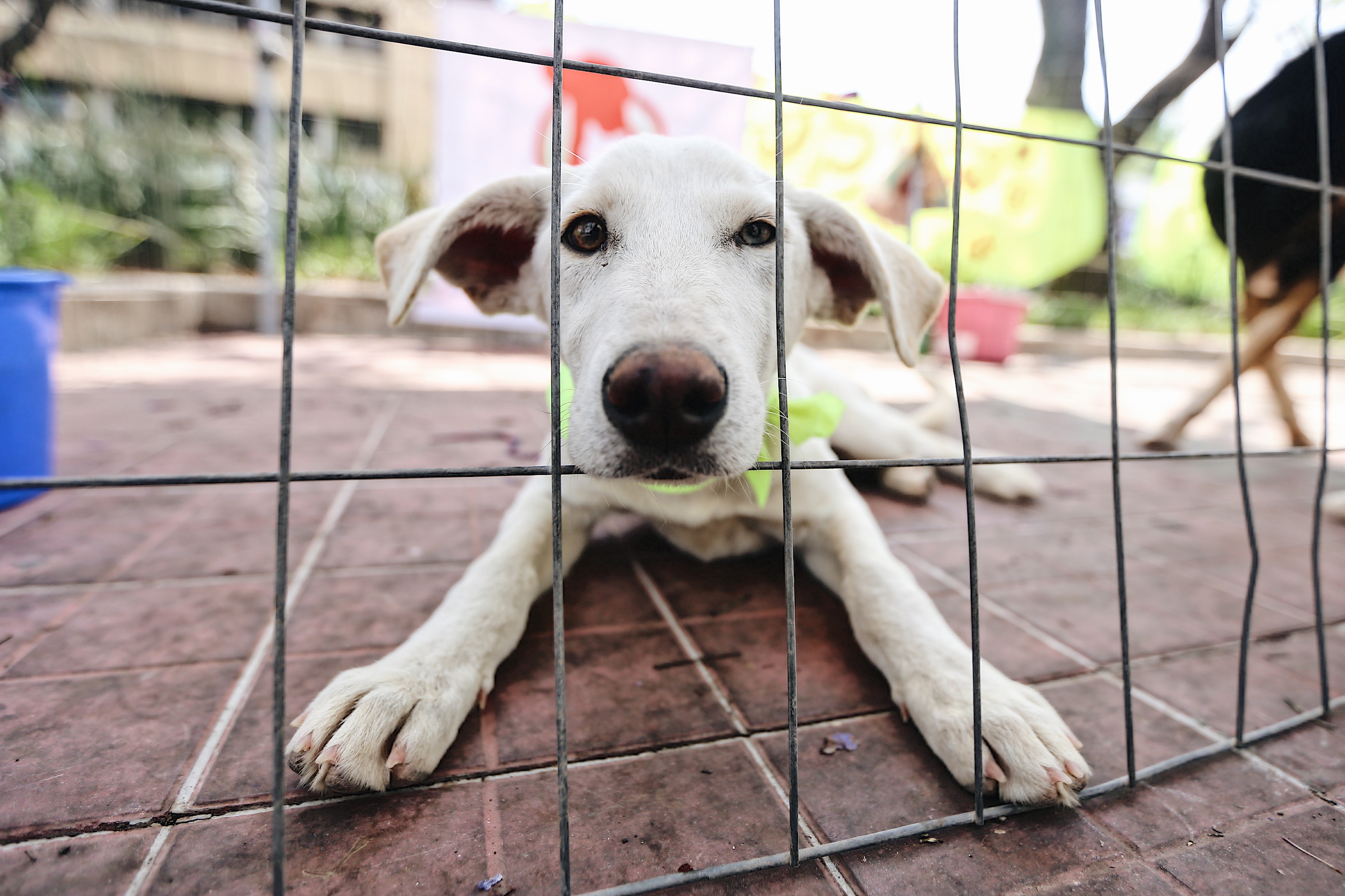 Este año se han recibido 70 denuncias por maltrato o crueldad animal