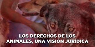 Los derechos de los animales, Una visión jurídica - El Expresso de las 10 - Mi. 13 Agosto 2025