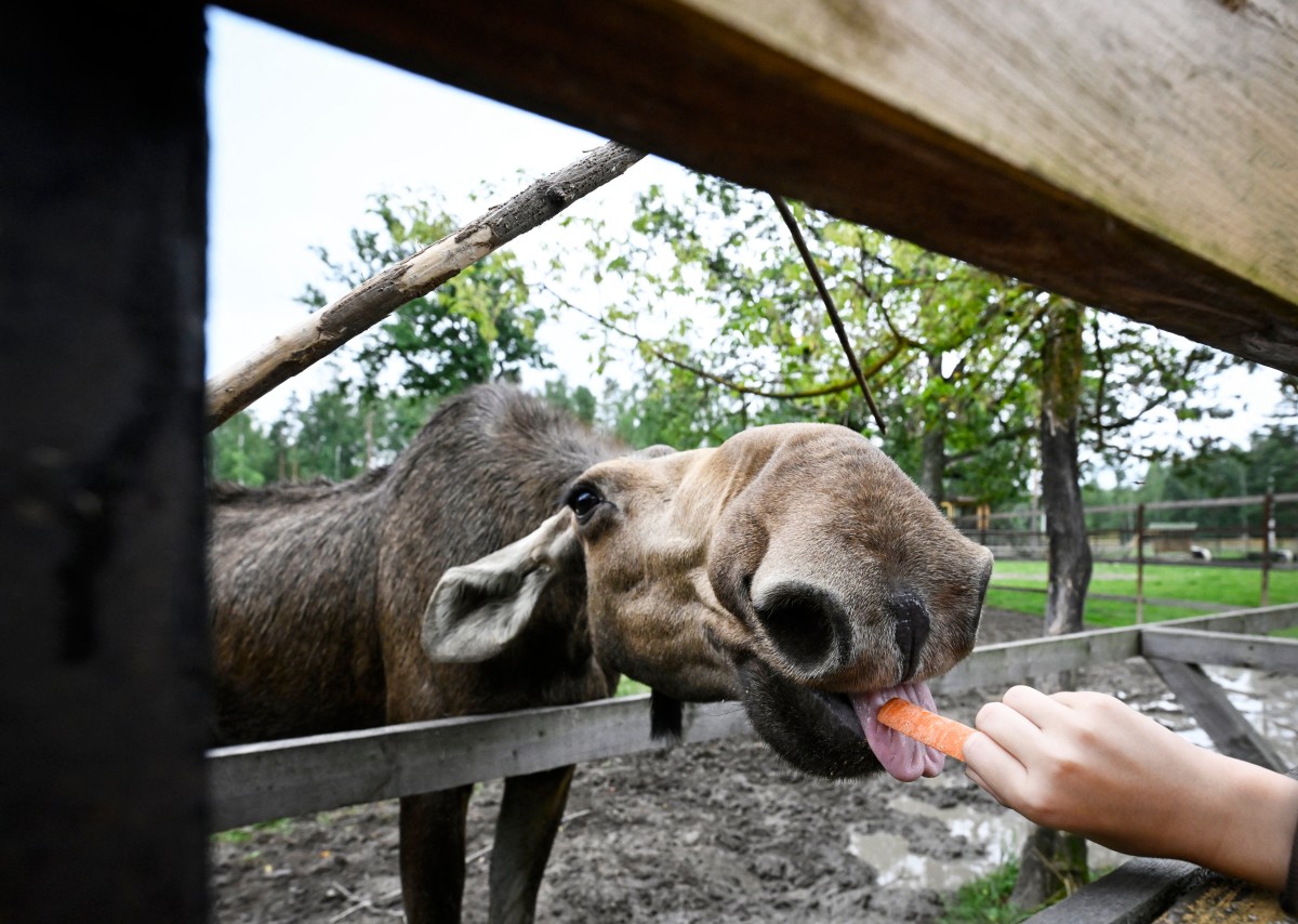 La lucha desesperada y peligrosa de los ecologistas en Rusia para salvar un parque natural