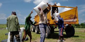 Vietnam a la vanguardia de la inversión extranjera privada en el campo cubano