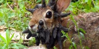 Reportan en Colorado (EE.UU.) conejos Frankenstein con protuberancias debido a un virus