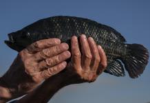 El pescado brasileño sufre como pocos el tarifazo de Trump