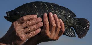 El pescado brasileño sufre como pocos el tarifazo de Trump