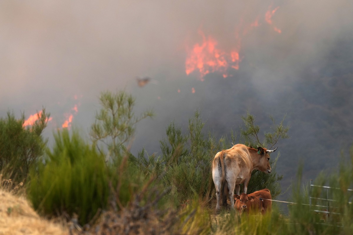 España combate sin tregua más de 20 incendios, en el año de mayor devastación por el fuego España combate sin tregua más de 20 incendios, en el año de mayor devastación por el fuego