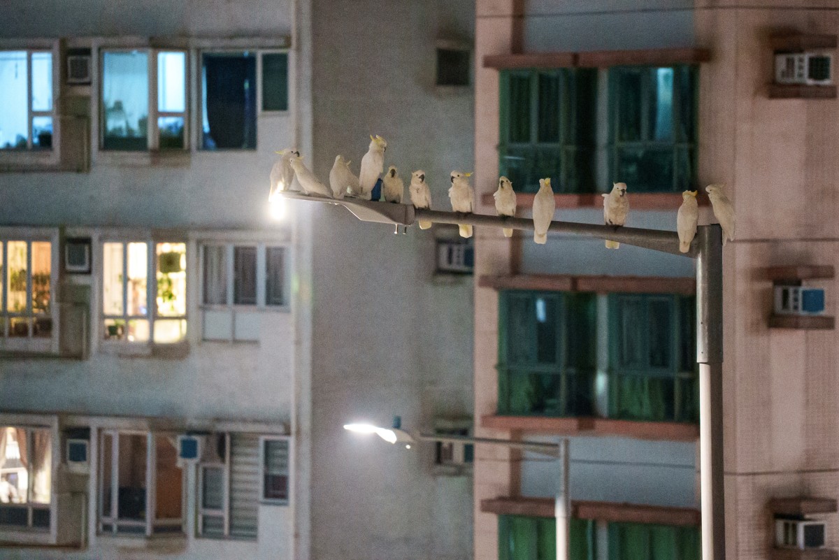 Nidos artificiales en Hong Kong para salvar a sus amenazadas cacatúas Nidos artificiales en Hong Kong para salvar a sus amenazadas cacatúas