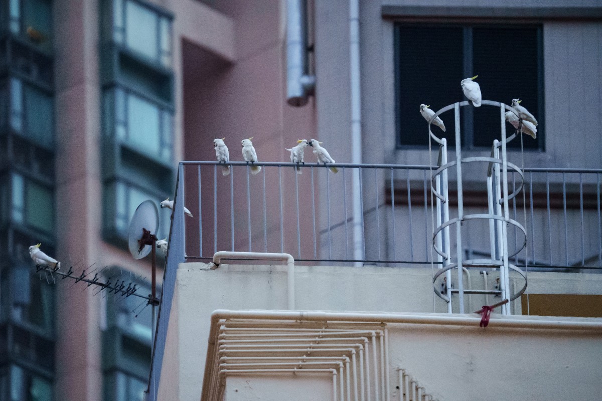 Nidos artificiales en Hong Kong para salvar a sus amenazadas cacatúas Nidos artificiales en Hong Kong para salvar a sus amenazadas cacatúas
