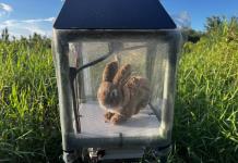 Florida combate una invasión de pitones birmanas con conejos robots