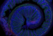 El ejercicio moderado mejora la microbiota y la salud cerebral

