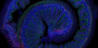 El ejercicio moderado mejora la microbiota y la salud cerebral
