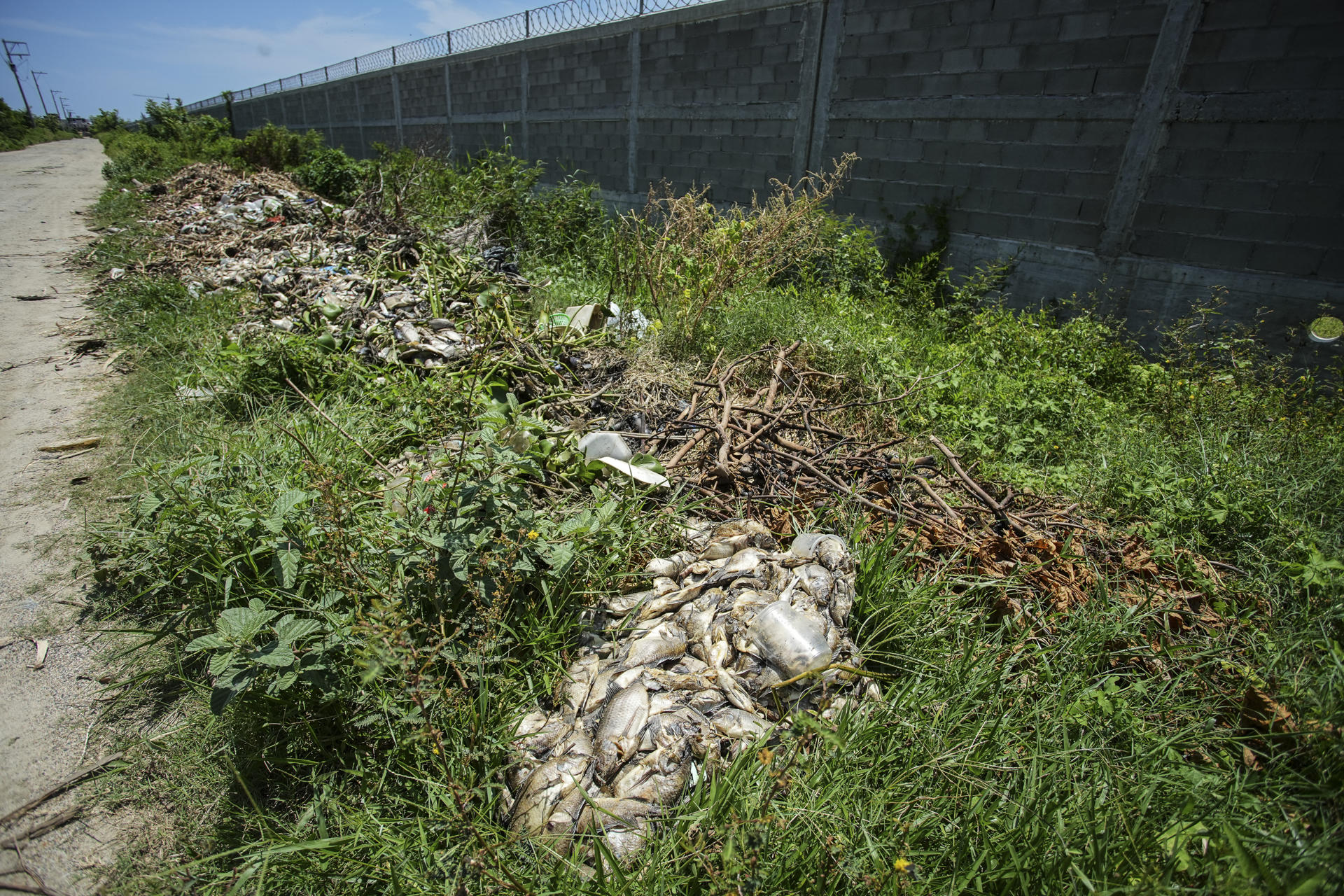 Muerte masiva de peces agrava crisis en Laguna de Tres Palos, en el mexicano Acapulco