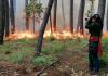 Fuego controlado y colibríes: investigación desde la Sierra de Manantlán alcanza reconocimiento internacional