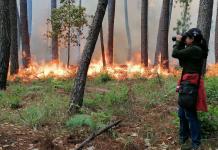 Fuego controlado y colibríes: investigación desde la Sierra de Manantlán alcanza reconocimiento internacional
