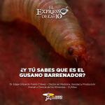¿Y tú sabes que es el gusano barrenador? - El Expresso de las 10 - Mi. 20 Agosto 2025
